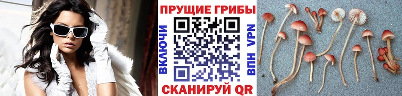 Галлюциногенные грибы GOLDEN TEACHER  где купить наркотик  дарк нет как зайти  Апатиты 